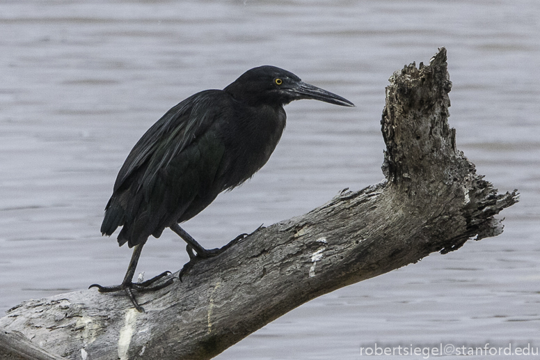 lava heron